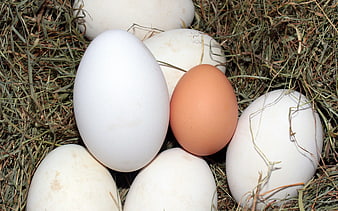 Large white goose eggs and one brown hen egg in a straw nest