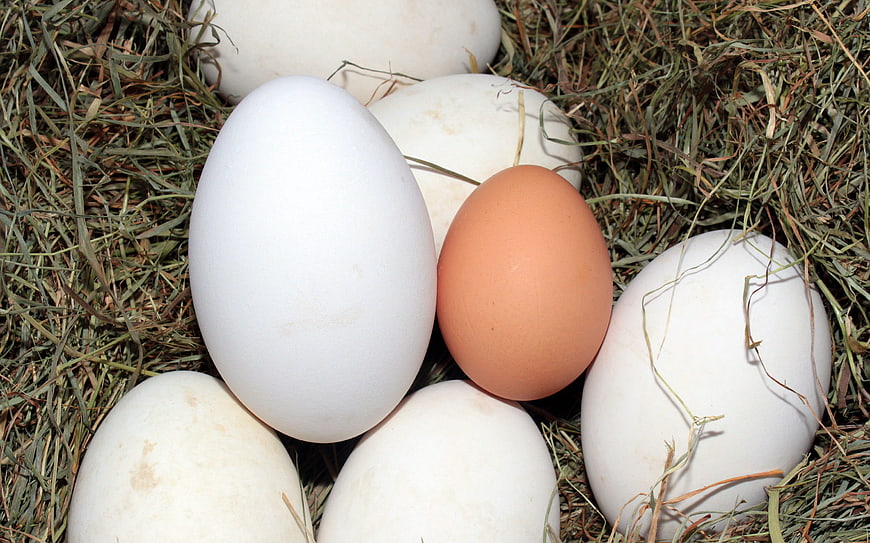 Large white goose eggs and one brown hen egg in a straw nest