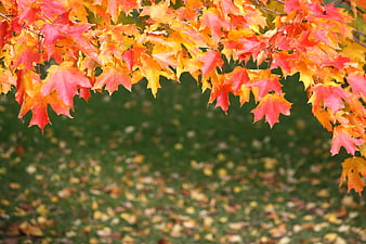 Vibrant Autumn Maple Leaves Hanging Over Blurred Green Grass Background