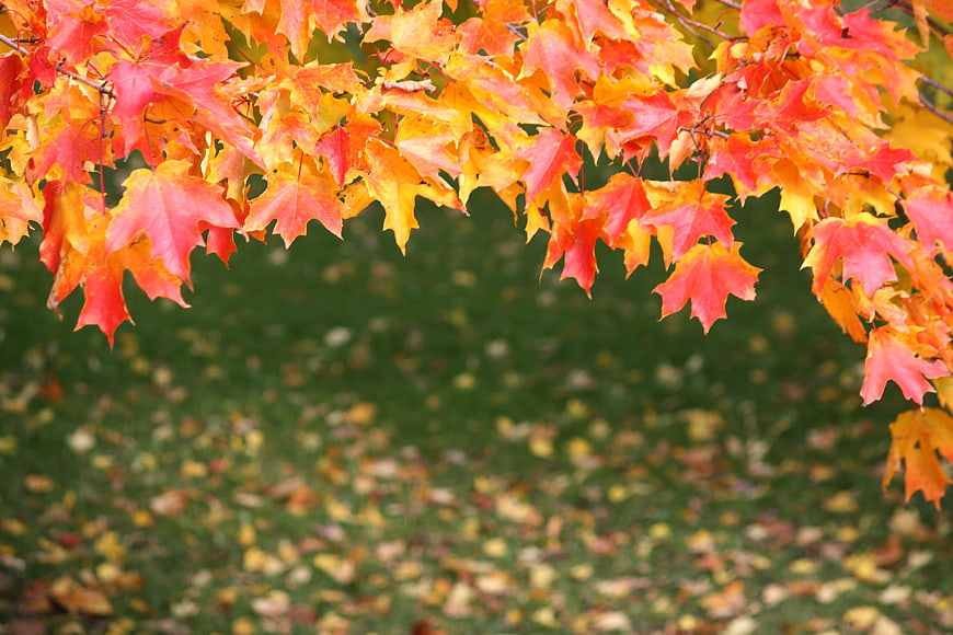 Vibrant Autumn Maple Leaves Hanging Over Blurred Green Grass Background