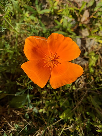 Vibrant Orange California Poppy in Natural Setting