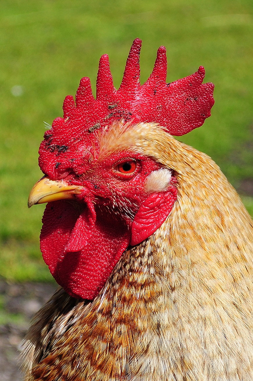Close-up portrait of a rooster with red comb and wattles