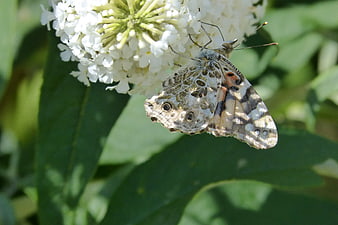 Painted Lady Butterfly on White Butterfly Bush Flower