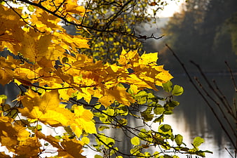 Sunlit yellow maple leaves against a blurred lake background