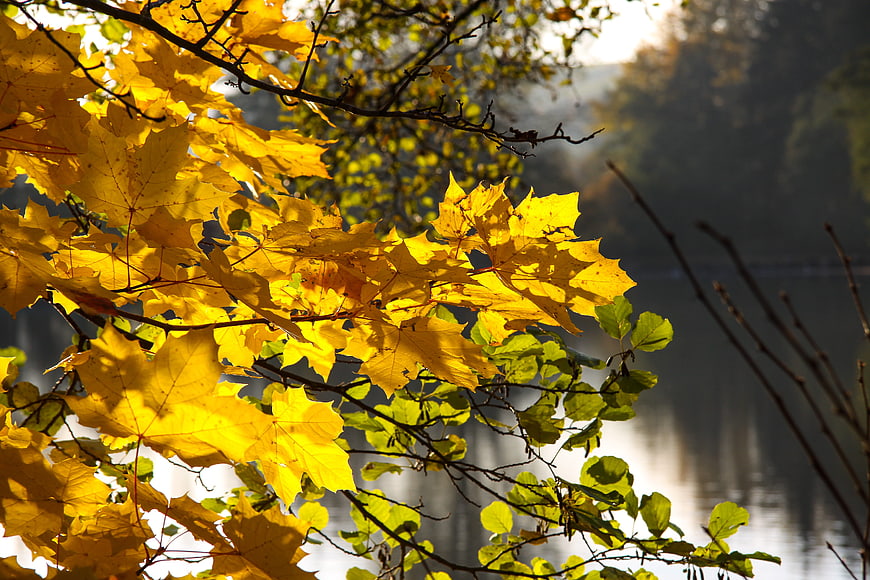 Sunlit yellow maple leaves against a blurred lake background