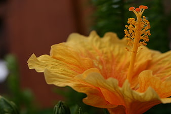 Close-up of vibrant yellow and orange hibiscus flower
