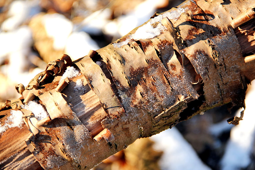 Close-up of frosty birch bark with snow in winter