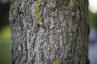 Close-up of textured tree bark with yellow lichen
