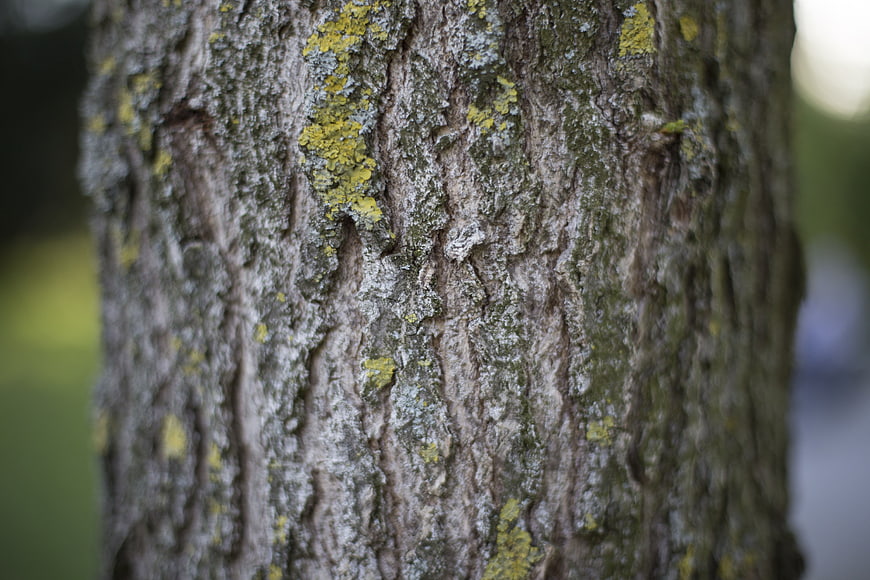 Close-up of textured tree bark with yellow lichen