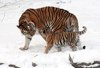 Mother Siberian Tiger and Cub Playing in Snow
