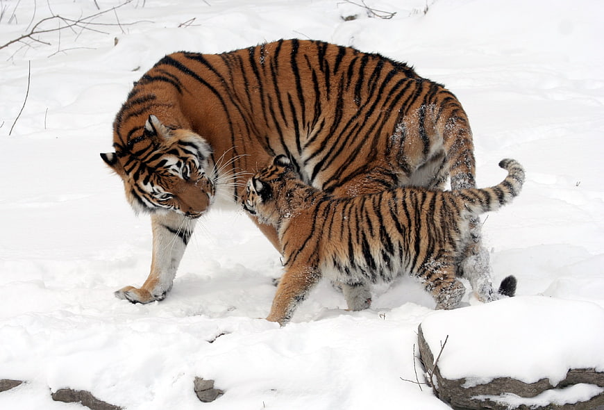 Mother Siberian Tiger and Cub Playing in Snow