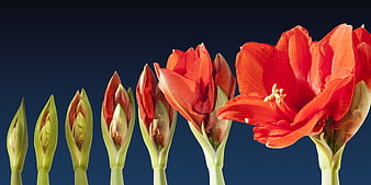 Amaryllis Flower Growth Sequence From Bud To Full Bloom