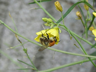 Bumblebee Pollinating Yellow Flower Close-Up