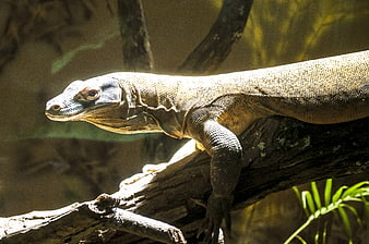 Close-up of a Komodo Dragon on a Tree Branch