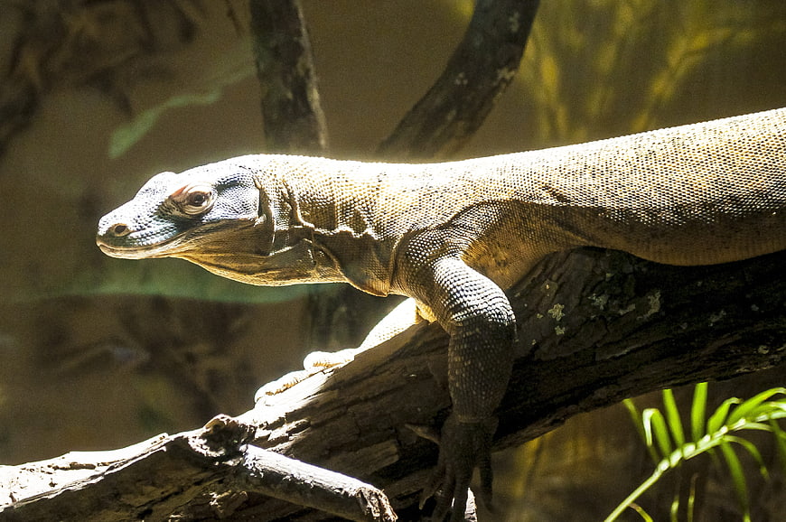 Close-up of a Komodo Dragon on a Tree Branch