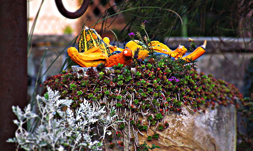 Autumn Garden Decor with Pumpkins and Succulents