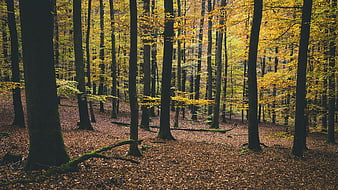 Autumn Forest with Yellow Leaves and Fallen Foliage