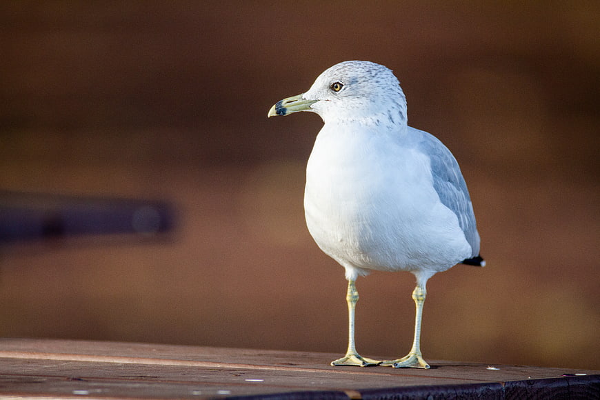 Close-up of a seagull standing on a wooden surface