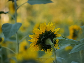 Close-up of a yellow sunflower in a blurred field