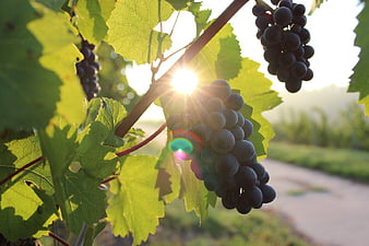 Ripe Black Grapes on Vine Backlit by Sun