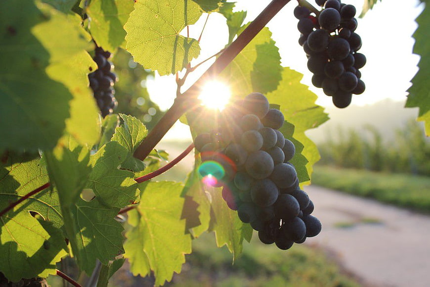 Ripe Black Grapes on Vine Backlit by Sun