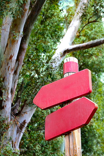 Red Wooden Directional Signpost in Forest