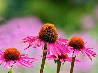 Vibrant Pink Echinacea Coneflowers in Garden