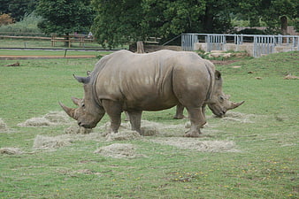 Two Rhinos Grazing on Hay in a Zoo Enclosure