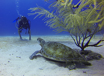 Scuba Diver Observing Sea Turtle Near Underwater Gorgonian Coral