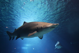 Great White Shark Swimming Underwater In Deep Blue Ocean