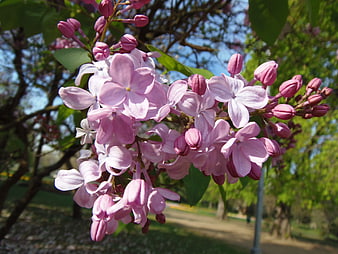 Close-up of blooming pink lilac flowers in a sunny park