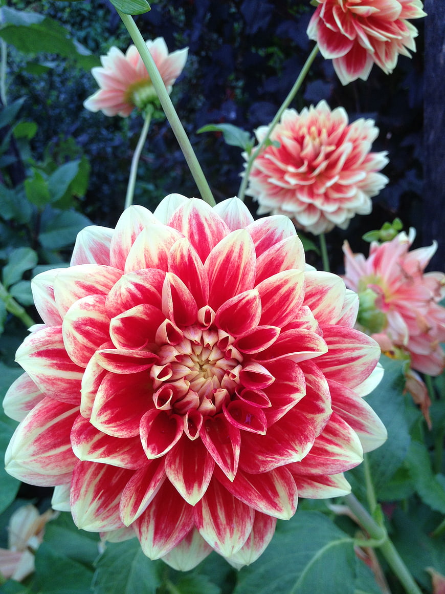 Vibrant Red and White Variegated Dahlia Flower Close-Up