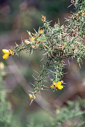 Yellow flowers on a thorny green shrub branch