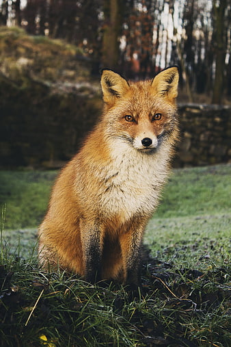 Red Fox Sitting On Grass In Forest