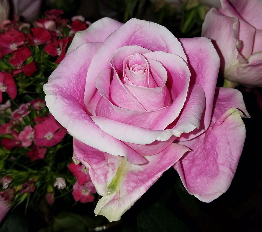 Close-up of a pink rose with white edges and small flowers