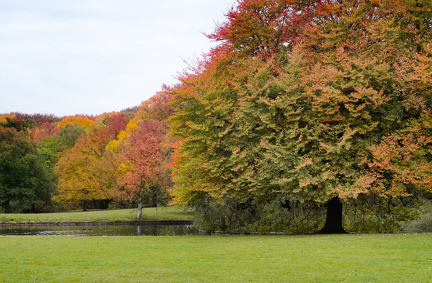 Colorful autumn trees by a pond in a park