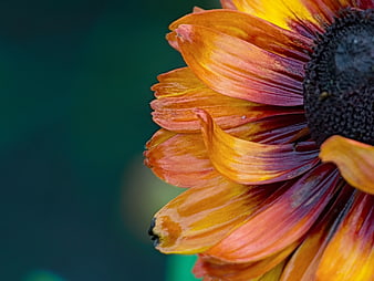 Close-up of a Red and Yellow Black-Eyed Susan Flower