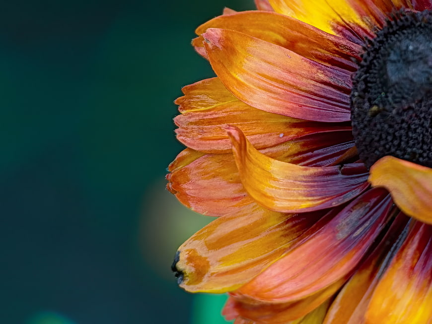 Close-up of a Red and Yellow Black-Eyed Susan Flower