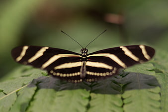 Zebra Longwing Butterfly on Green Fern Leaf