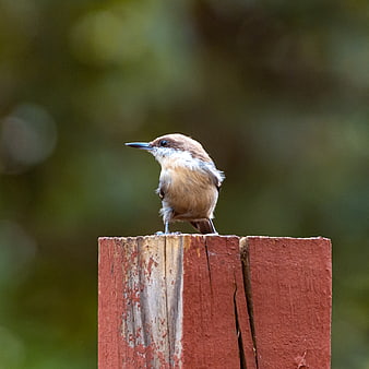 Brown bird perched on weathered red wooden post