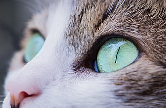 Extreme Close-Up of a Cat's Green Eye and Nose