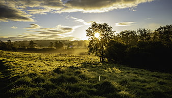 Sunrise Over Misty Green Pasture With Trees