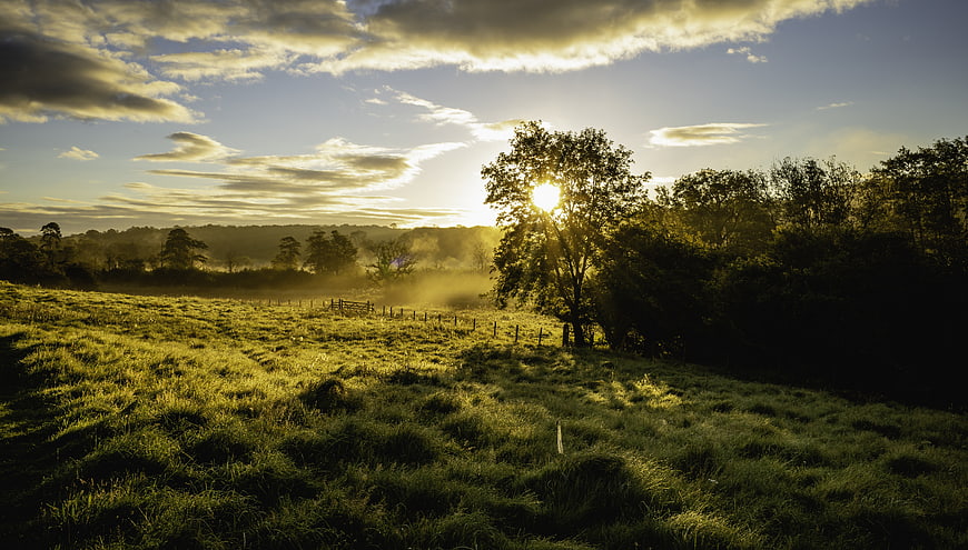 Sunrise Over Misty Green Pasture With Trees
