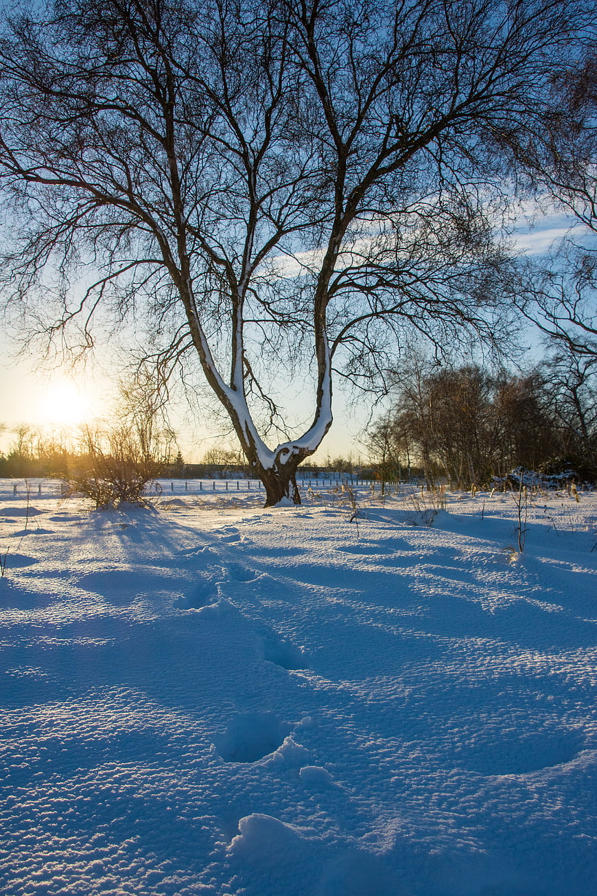 Snowy Winter Landscape with Bare Tree and Sunlight