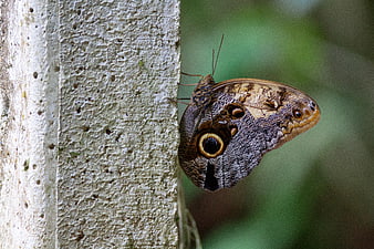 Close-up of Owl Butterfly on Tree Bark