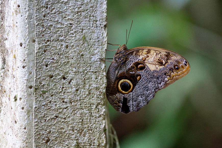 Close-up of Owl Butterfly on Tree Bark