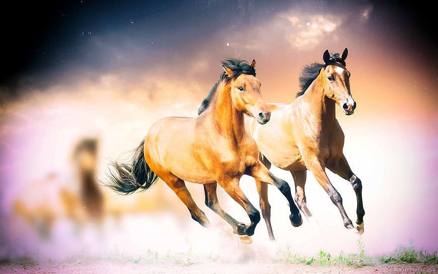 Two galloping chestnut horses kicking up dust in a dramatic landscape