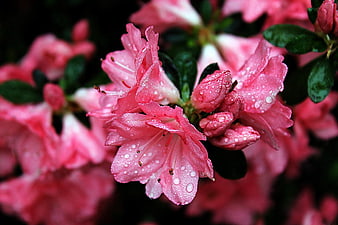 Close-up of Pink Azalea Flowers with Water Droplets