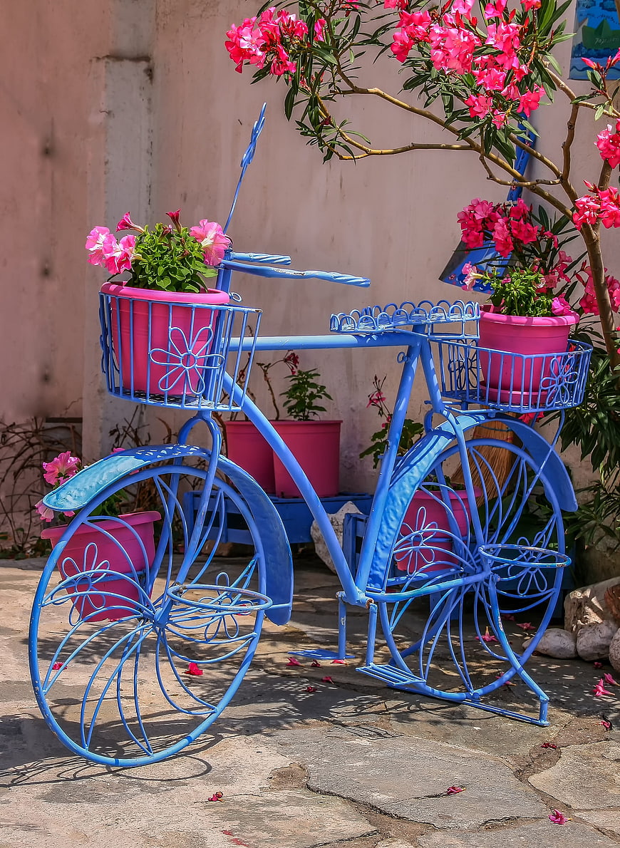 Blue Metal Bicycle Planter with Pink Oleander Flowers
