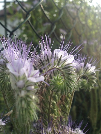 Close-up of purple phacelia flowers with long stamens